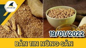 ban-tin-nong-nhom-nong-san-19-01ng-san-19-01-2022